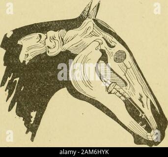 Les ordonnances et instructions pour le traitement de la maladie des pieds et les jambes du cheval . Fio. 44. Vingt ans. Thi donne une vue extérieure de la mâchoire loyer, montrant l ?eth dans leur longueur appropriée à vingt ans. Vue latérale de la tête des chevaux, montrant le fourthmolar de la mâchoire supérieure à un pouce plus long que thebalance des dents et le meulage des dents à inlower jaw. Des centaines de chevaux ont et elongatedteeth ont besoin d'un traitement. 110(i):JSi S POUR THK JIJKSE. DOSES POUR LE CHEVAL. Nom du médicament. L'ALUN Aloes Semences Auise Atninoniu Biearhoiiiite Assafoetida Aqua l'arsenic de la potasse. Bismuth Antimon noir Banque D'Images
