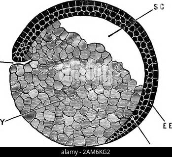 La grenouille : une introduction à l'anatomie, Histologie et Embryologie, . par la moitié de l'oeuf,et cette répartition inégale de la nourriture-jaune est la cause directe de l'inégalité de segmentation de l'oeuf. Le but de l'alimentation-yolkis pour permettre la fourniture de repas aux dépens de qui theearlier les processus de développement peut être accomplie, jusqu'theyoung animal est suffisamment avancée pour obtenir de la nourriture pour elle-même  ; et l'influence directe de cette nourriture-yolk sera d'hinderrather que d'aider ces pi-ocesses. Nous avons vu plus haut que l'histoire du développement de ananimal est à considérer comme une récapitulation Banque D'Images