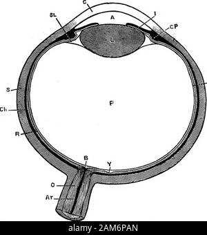 La grenouille : une introduction à l'anatomie, Histologie et Embryologie, . c couvre environ les cinq sixièmes de l'oeil:c'est dur, blanc et opaque. iii. la cornée, qui couvre le sixième de l'extérieur, theeyeball est circulaire, transparente, et atits continue de la sclérotique avec marge : il est plus convexthan la sclérotique. iv. ^junctiva le ci est une délicate couche épithéliale, con-avec la peau, continu couvrant l'avant du thecornea et une partie de la sclérotique. C. L'iris est l'ovale anneau pigmenté vu parle cornée. vi. L'élève est le centre, ovale ou dumb-bell shapedaperture entouré par l'iris Banque D'Images