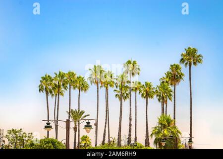 Oasis paysage à Marrakech, Maroc. Beau jardin avec des palmiers près du minaret de la Mosquée Koutoubia. Voyage aventure. Banque D'Images