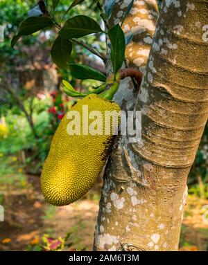Gros jackfruit, Artocarpus heterophyllus, croissant sur l'arbre de Jack, Tam Coc Garden Resort, Ninh Binh, Vietnam, Asie Banque D'Images