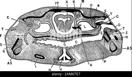 La grenouille : une introduction à l'anatomie, Histologie et Embryologie, . la plupart des completelyconcealed par ces. vii. Le sqimmosal est un os en forme de T, dont la tige est étroitement appliqué sur la surface extérieure de thequadrate le cartilage. La partie postérieure de la branche du Tis attachés à la surface extérieure de l'auditorycapsule, et avec le corps de l'squamosalhelps à l'appui de l'annulus tympanicus.L'Arc mandibulaire. L'arc persiste en partie ossifiés comme Meckels- de l'ONU, du cartilage qui forme la base de la mâchoire inférieure, et entourées par du cartilage est-os et os à la membrane. i. Le angulospUnial ensheathes l'inne Banque D'Images