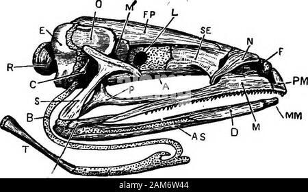 La grenouille : une introduction à l'anatomie, Histologie et Embryologie, . sont deux zones arides et semi-arides sur le dorsalsurface os triangulaire de l'extrémité antérieure de la tête : l'basesof les triangles sont tournées vers la middleline et se rencontrer en face, tout en theirposterior se termine divergent et joindre, avec theanterior frontoparietals les extrémités de, un patch en forme de losange dans lequel le sphenethmoid visibleon est la surface dorsale du crâne.j3. Les vomers sont deux triradiate ventralsurface sur l'os de la partie antérieure du crâne : chaque vomerbears dans son intérieur et l'angle postérieur un petit 46 LE SQUELETTE DE TH Banque D'Images