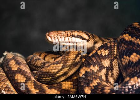 reptile vert bleu sur la branche aquarium animal zoo maison serpent posion petite langue yeux look marcher exotique rare Banque D'Images