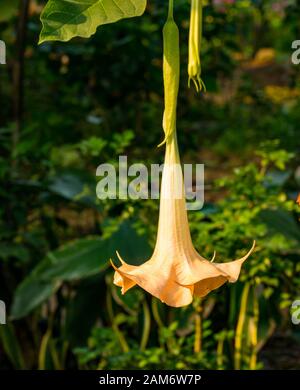 Gros plan sur une seule fleur d'orange, la trompette d'Angel, Brugmansia, Tam Coc, Ninh Binh, Vietnam, Asie Banque D'Images