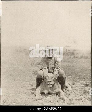 Déménagement Photo News (1911) . Le premier lion icilled qui a été chassé par Monsieur ours Raineys hounds.Copyright par Paul J. Rainey-autorisation spéciale de sortie Magazine. pieds et n'a pas réussi, je recherche avancée sur elle pour obtenir un gros-rangemoving photo de magnifiques mouvements musculaires et theopening de son horrible bouche lorsqu'elle a éclaté de rire. Elle wasdistant sur quarante mètres. J'ai voulu se rapprocher et wasfascinated avec la possibilité d'obtenir le meilleur  pic-ture du lion se reproduisent en colère qui n'avait jamais été obtenue.cette fascination m'a porté jusqu'au point de l'insouciance. Elle s'arrêta soudainement et grogner rugissants. Banque D'Images