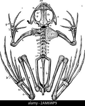 La grenouille : une introduction à l'anatomie, Histologie et Embryologie, . e Dans le premier cas comme dans le derme des ossifications ou deeperlayer de la peau : dans de nombreux poissons qu'ils conservent cette primitiveposition, mais dans la grenouille et la plupart des vertébrés supérieurs il sinkbelow la peau et du greffon sur eux-mêmes au plus profondément placedcartilaginous squelette. Le cartilage peut aussi devenir poreux,c.-à-d., sels calcaires ont déposé dans sa matrice, sans en prendre de toute façon sur le caractère de vrai OS. Le squelette peut être commodément divisé en (1) le axialportion, y compris le crâne et la colonne vertébrale : un Banque D'Images