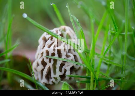 Gros plan sur un champignon morel Banque D'Images