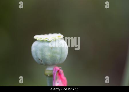 Un coquelicot qui n'a pas ouvert pour revel sa fleur rose. Banque D'Images