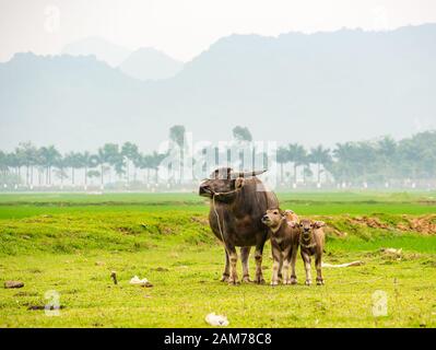 Buffle d'eau femelle, Bubalus bubalis, et veaux en campagne, Dong Tham, Ninh Binh, Vietnam, Asie Banque D'Images