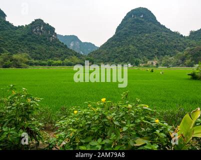 Vue sur les montagnes de karst de calcaire dans les rizières, Tam Coc, Ninh Binh, Vietnam, Asie Banque D'Images