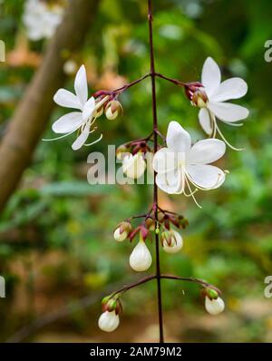 Jolies fleurs blanches sur les chaînes de plantes de gloire, Clerodendrum schmili, Tam Coc Garden Resort, Ninh Binh, Vietnam, Asie Banque D'Images