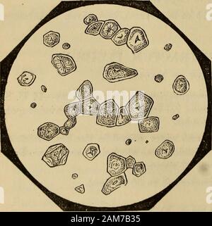 Un compagnon de la United States pharmacopia ; . d grammes (équivalant à environ 17 U. S. fluidounces). 086 un compagnon à la dose.-cinquante à soixante-quinze centimètres cubes (12 à 18 fluidrachms)d'une infusion froide, plusieurs fois par jour, comme un tonique ; comme un émétique, thewarm infusion, ad libitum. Mays. Le maïs. Maidis Muctus ; maïs indien. L'origine.-Zea Mays, Linne ( Gframinacew). Habitat.-North America ; cultivé. Partie utilisée.-Les fruits mûrs. Description.-céréales bien connus. Électeurs.-voir sous Maidis Farina. Utilisations médicinales--comme un régime alimentaire et comme ingrédient de cataplasmes. MAIDIS FARINA. La farine de maïs. Le repas de t Banque D'Images