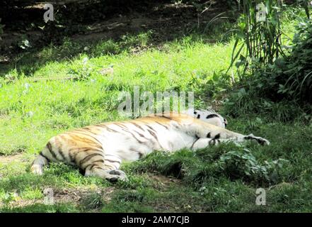 Le tigre sibérien, Panthera tigris altaica, également appelé tigre d'Amour ou tigre d'Ussuri, est une sous-espèce du tigre et le plus grand chat vivant dans l'BT Banque D'Images