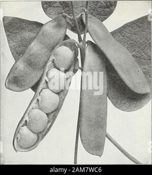 Farquhar's garden : annuel 1922 . g, et un excellent Bean lorsque Shell. Adultes Pt., 35 cts. ; qt., 60 cts. ; 4 qts., 2,25 $. L'amélioration de Goddard. Une télévision à gousses variété, utilisé comme un clin d'Beanwhen les jeunes et comme un Bean Shell quand beautifullystriped ; pleinement développé et éclaboussé de pourpre brillant. Pt., 30 cts. ; qt., 50 cts.;4 qts., 1,75 $. L'amélioration de l'Œil jaune. L'une des meilleures sortes de cuisson ; extremelyproductive, et de qualité supérieure. Pt., 20 cts. ; qt., 35 cts. ; 4 qts., 1,25 $US. Arbre prolifique. Haricots ronds blancs. Un petit plus productifs, bakingvariety blanc de qualité supérieure. Pt., 20 cts. ; qt., 35 ; 4 cts. Banque D'Images