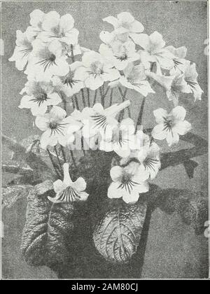 Farquhar's garden : annuel 1922 . sur juillet et hébergés par les temps jusqu'au gel ils sont recouverts d'un bleu lumineux flowerswhich sont d'une valeur exceptionnelle pour la coupe. Pkt., 25cts. ; s oz., 85 cts. ; J'oz., 1,50 $. LOBELIA 300 Farquhars brillant. Un beautifulLobelia distinctes et de propagation de la croissance particulièrement adaptée pour hangingbaskets et les jardinières. Les fleurs sont d'une intense deepblue avec white eye et sont produits en très grand nombre. Pkt..25 cts. 336 Français MARIGOLD météore. Une charmante nouvelle de haut varietyproducing beau fleurs doubles de couleur jaune-soufre, chaque chat petalbeing wi Banque D'Images