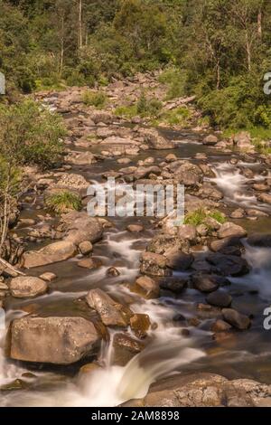 Ruisseau de montagne vierge en Australie Parc National alpin. L'eau courante, à forte densité de végétation verte. Paysage non brûlés avant 2020 les feux de brousse. Banque D'Images