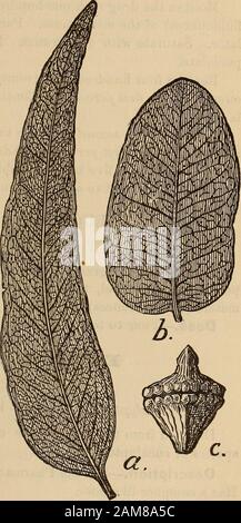 Un compagnon de la pharmapie américaine; . bleuishgreen, et moins aromatique. Bothare ici illustré. Constituants.—huile de volatil.Il y a aussi un eucalyptus de réinine cristallisable et un tanin. Utilisations médicinales.—les arbres Eucalyp-tus sont dit dans les districts de rendergury et de malariums dans les zones habitables, qui ont des effets béendiquement attribués à une exhalation de l'ozone ou de l'eucalyptus des feuilles, ou au drainage du sol en raison de l'exhala-tion de l'eau des feuilles, qui est dit être égal à dix fois le poids de l'arbre dans chacune vingt-quatre heures. L'eucalyptus est un tonicand stimulant Banque D'Images