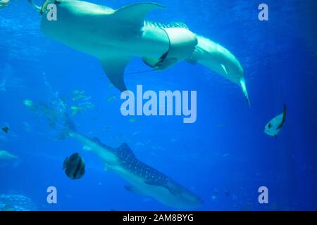 Requins baleines dans l'aquarium. Il s'agit d'un requin à moquette à mouvement lent et à alimentation par filtre et de la plus grande espèce de poissons existants connue. Le requin baleine détient de nombreux records Banque D'Images