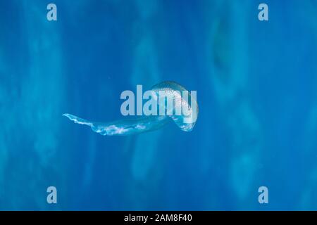 Un jelly fish nage le long d'eau bleu clair. Banque D'Images