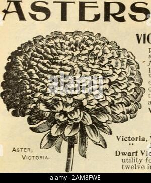 Semences annuelles, 1899 . Aster Cardeau, OU couronne. Aster Lilliput, caractérisé par la diminution et l'abondance des fleurs; finefor fleurs coupées; hauteur un et un halffeet. Toutes les couleurs sont mélangées. ... PKT. LOcts Shakespeare, mélangé, plantes forment des compacteurs, de dix à douze Pouces de diamètre, et d'environ neuf pouces de haut. Extremelyhandsoma; très double. Tous les colorants .. PKT. LOcts Very Dwarf, ou Pygmaea—Ce beau fulgem est très nain et forme un charme tuft de feuilles près du sol, surmonté par des fleurs lumineuses et parfaites.Diverses couleurs mixtes Pkt. LOcts Triumph, scarlet profond, une des amendes Banque D'Images