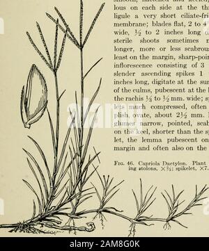 Un livre de texte sur les graminées avec une référence particulière aux espèces économiques des États-Unis . ) Capriola Dactylon (L.) Kuntze {Cynodon Dactylon (L.) Pers.).(Fig. 46.) l'herbe des Bermudes. Une vivace gris-vert; culms exten-remarquablement rampant, soit sous la surface du sol formant des rhi-zomes, ou au-dessus du sol formant des stolons, les pousses fertiles s'élève, lisse, quelques pouces à jusqu'à 2 pieds de hauteur; gaines lisses, aplaties et keeled, enclume-lous de chaque côté à la gorge; ligule une très courte cihhare-fringedmembrane; lames plates, 2 à 4 mm.large, tiges stériles parfois muchplus, plus ou Banque D'Images