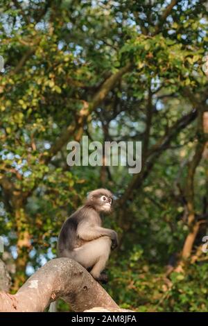 Singe de feuilles dusky assis sur une branche Banque D'Images