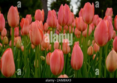 Tulips Rose Stand Tall dans le jardin de printemps Banque D'Images