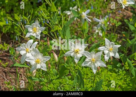 Colorado Columbine dans un fard de montagne dans Cedar Breaks National Monument en Utah Banque D'Images