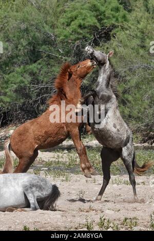 Les chevaux sauvages se battent pour protéger leur territoire dans le désert de l'Arizona. Banque D'Images