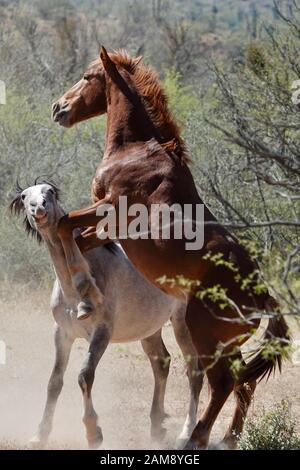 Les chevaux sauvages se battent pour protéger leur territoire dans le désert de l'Arizona. Banque D'Images