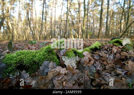 Une branche couverte de feuilles et couverts de mousse dans la forêt Banque D'Images