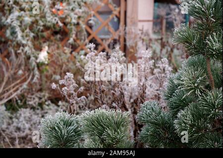 Pin nain en hiver dans le jardin Banque D'Images