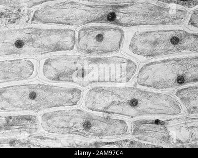 Cellules de peau d'oignon sous le microscope, le champ de vision horizontal est d'environ 0,61 mm Banque D'Images