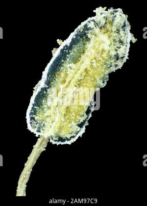 Extreme macro image (sous le microscope) de poivre chaud avec du pollen des étamines des fleurs, le champ de vision vertical est d'environ 3mm Banque D'Images