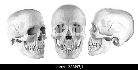 jeu de rendus tridimensionnels de crânes humains polygonaux isolés sur fond blanc Banque D'Images