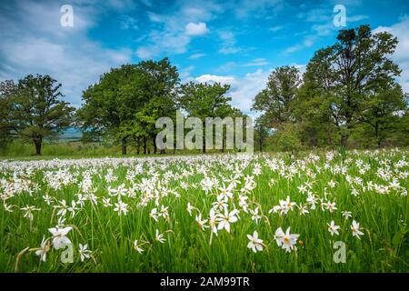 Spectaculaire glade fleuri avec des fleurs de jonquilles blanches. Les fleurs de narcisse blanches s'épanouissent sur les prés. Paysage fleuri printanier en Transylvanie, Roma Banque D'Images