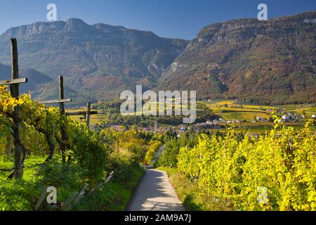 Une route à travers vignes colorées au Tyrol du Sud sur une journée ensoleillée à l'automne. Banque D'Images