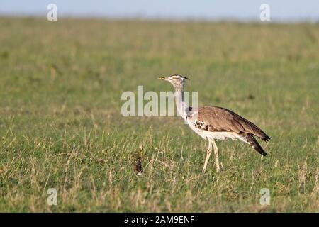 Kori Bustard (Ardeotis Kori), Maasai Mara, Kenya. Banque D'Images