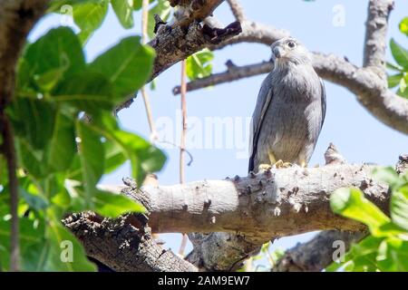 Gray Kestrel (Falco ardosiaceus), un jeune perché dans un arbre, Maasai Mara, Kenya. Banque D'Images