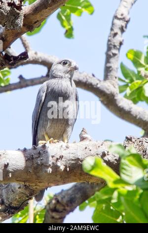 Gray Kestrel (Falco ardosiaceus), un jeune perché dans un arbre, Maasai Mara, Kenya. Banque D'Images