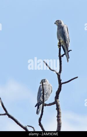 Gray Kestrel (Falco ardosiaceus), un jeune perché dans un arbre, Maasai Mara, Kenya. Banque D'Images