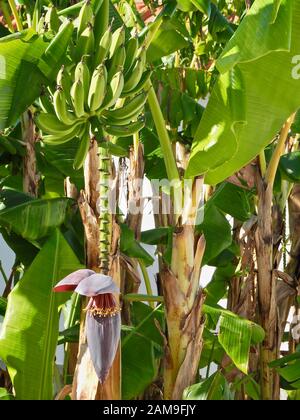 Magnifique arbre de banane fleuri avec des bananes et une grande fleur rouge Banque D'Images