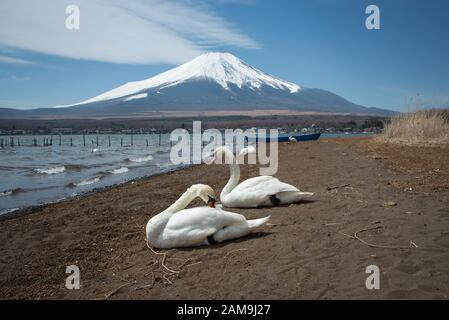 Des cygnes blancs au bord du lac Yamanaka avec le Mont Fuji en arrière-plan Banque D'Images