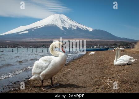 Des cygnes blancs au bord du lac Yamanaka avec le Mont Fuji en arrière-plan Banque D'Images