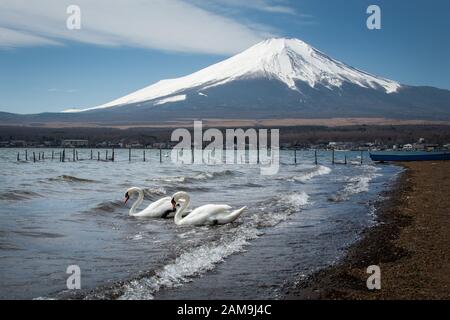 Des cygnes blancs flottent sur le lac Yamanaka avec le Mont Fuji en arrière-plan Banque D'Images