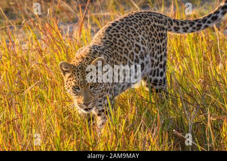 Femme Leopard, Panthera pardus, marchant à travers l'herbe longue, Okavanago Delta, Botswana Banque D'Images