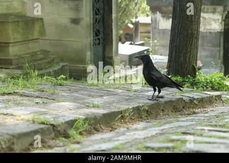 Une photo d'un corbeau dépressifs debout sur la tombe sur un cimetière. Banque D'Images