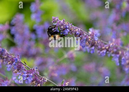 Abeille bouée / bumblebee sur les fleurs de la cataria népeta. Catnip, catswort, catwort, menthe, plante de fleur Banque D'Images