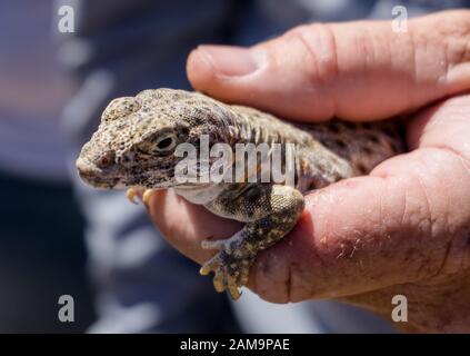 Le lézard à franges Mojave se tient dans le désert de Mojave, aux États-Unis Banque D'Images